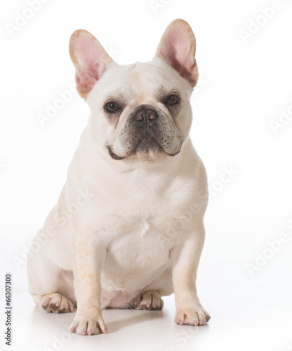 french bulldog