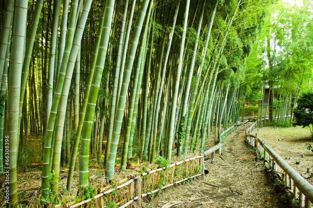 bamboo forest bamboo forest