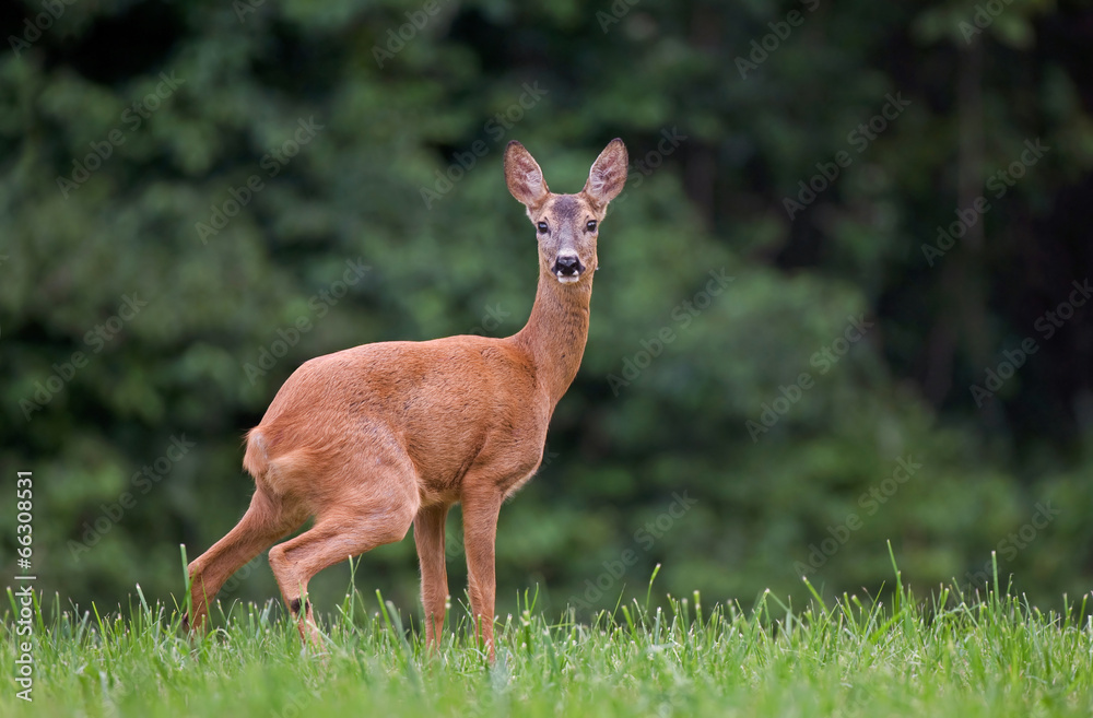 Obraz premium Roe deer