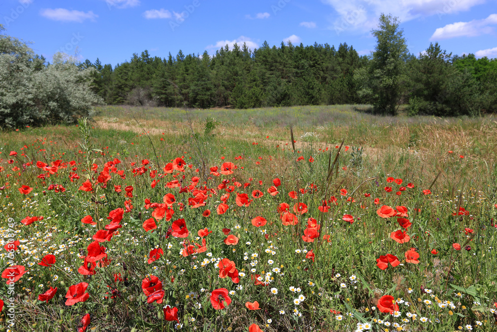 poppies on meadow in forest