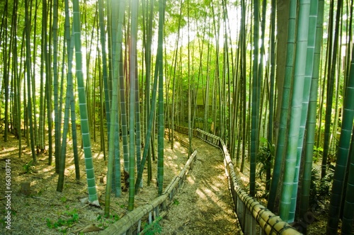 bamboo forest