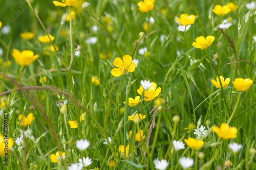 yellow buttercups and white flowers on a green meadow