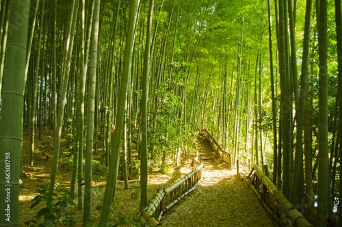 Fototapeta Naklejka Na Ścianę i Meble -  bamboo forest