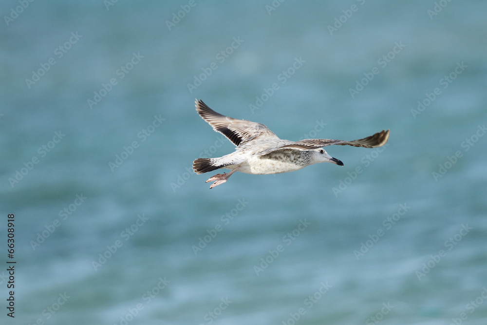 A flying seagull