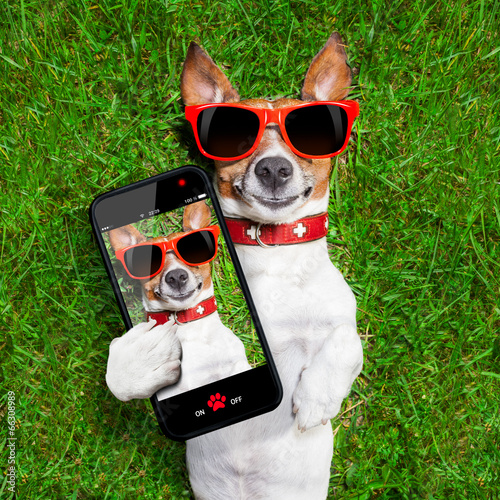funny selfie dog © Javier brosch