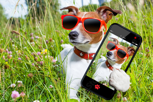selfie dog in meadow © Javier brosch
