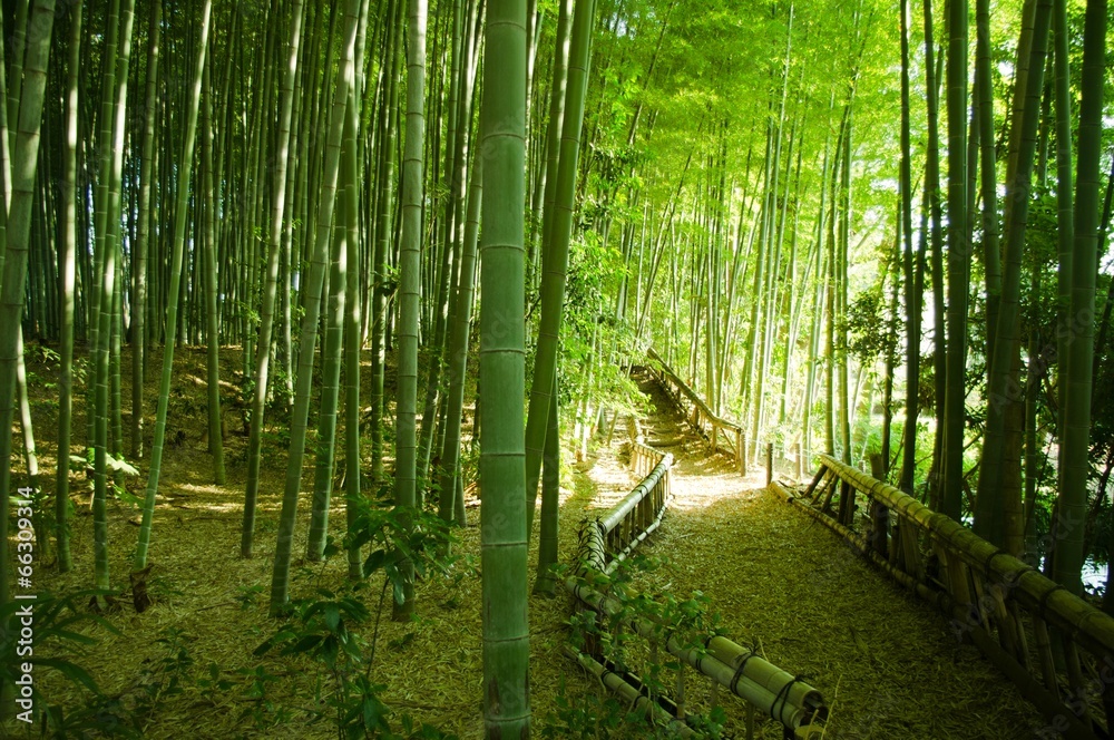 bamboo forest bamboo forest