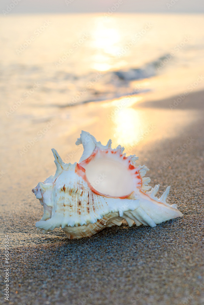 seashell on sandy beach against sunset seashell on sandy beach against sunset