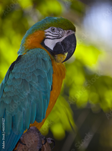 Blue and Gold Macaw Parrot © Pamela Garland