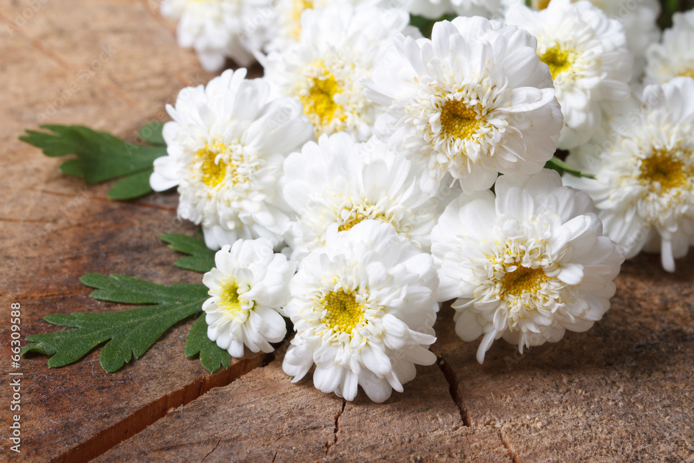 Obraz premium A bouquet of small white chrysanthemums closeup