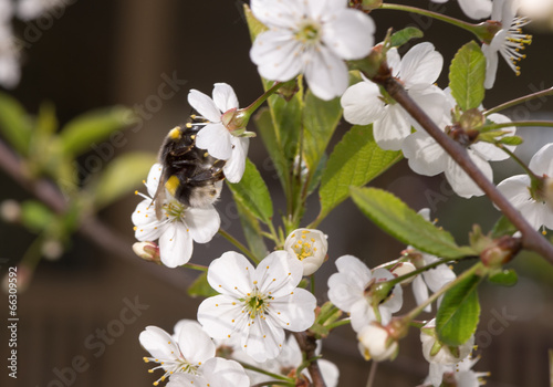 shaggy striped bumblebee on the flowers of cherry