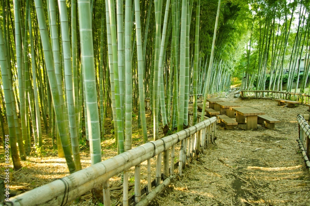 Obraz premium bamboo forest