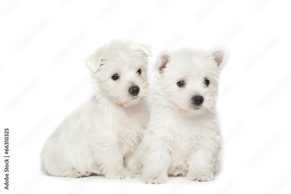 West Highland White Terrier puppies West Highland White Terrier puppies