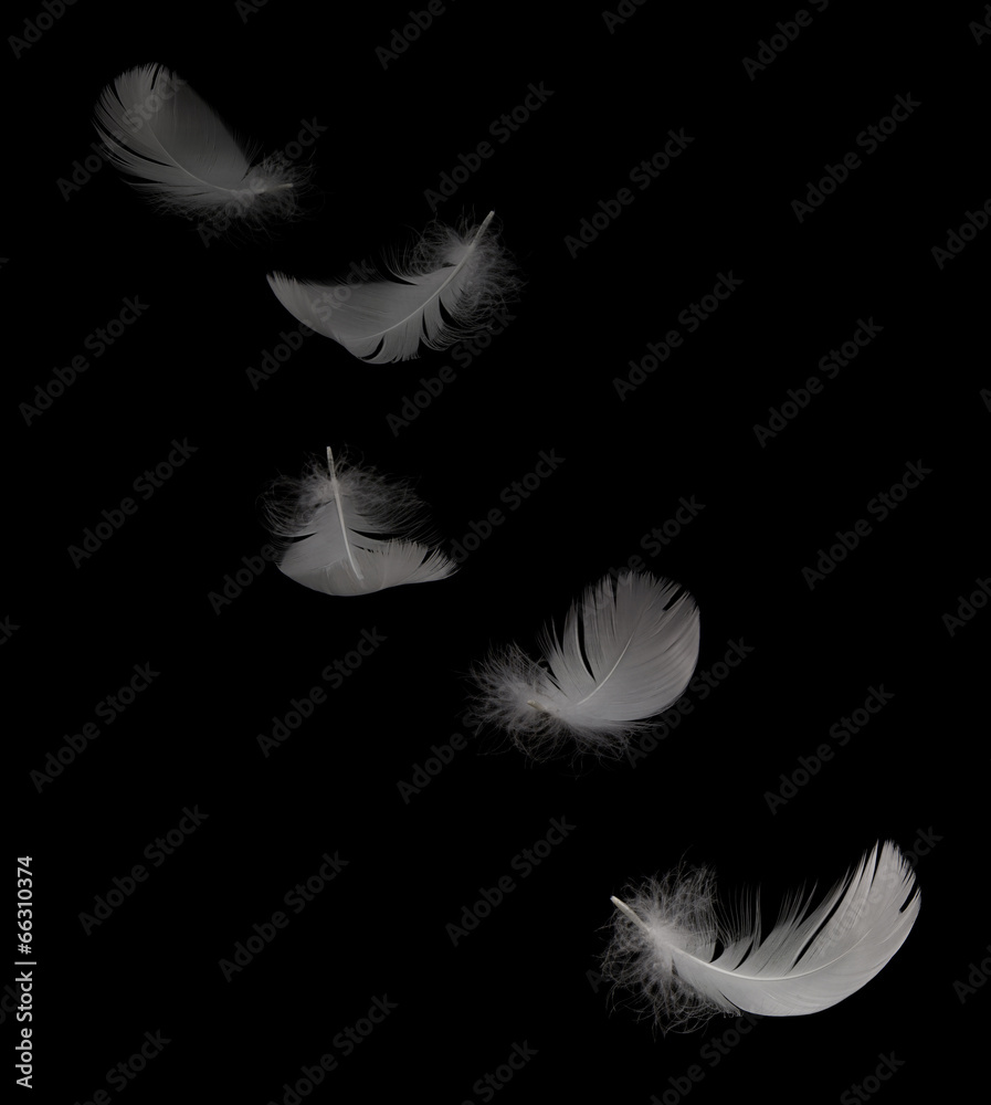 Obraz premium flying white swan feather on the black background