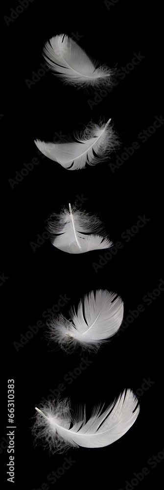 Fototapeta premium spadające pióro biały łabędź na białym tle na czarnym tle