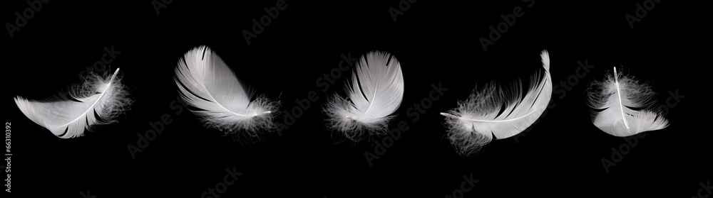 swan feather - obrazy, fototapety, plakaty 