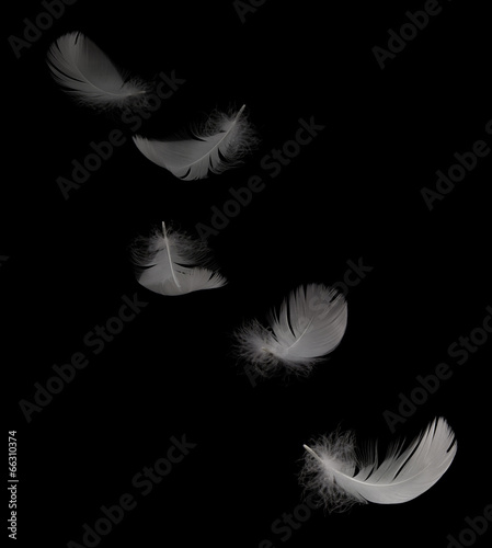 flying white swan feather on the black background