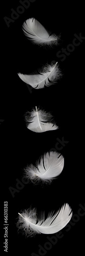 falling white swan feather isolated on the black background