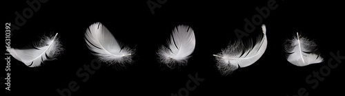 Photo swan feather