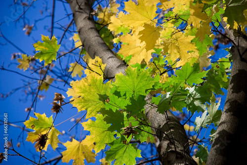 golden autumn: yellow and green bright maple leaves photo