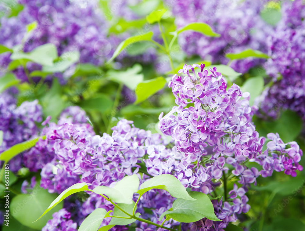 Floral Background with Lilac. Selective focus