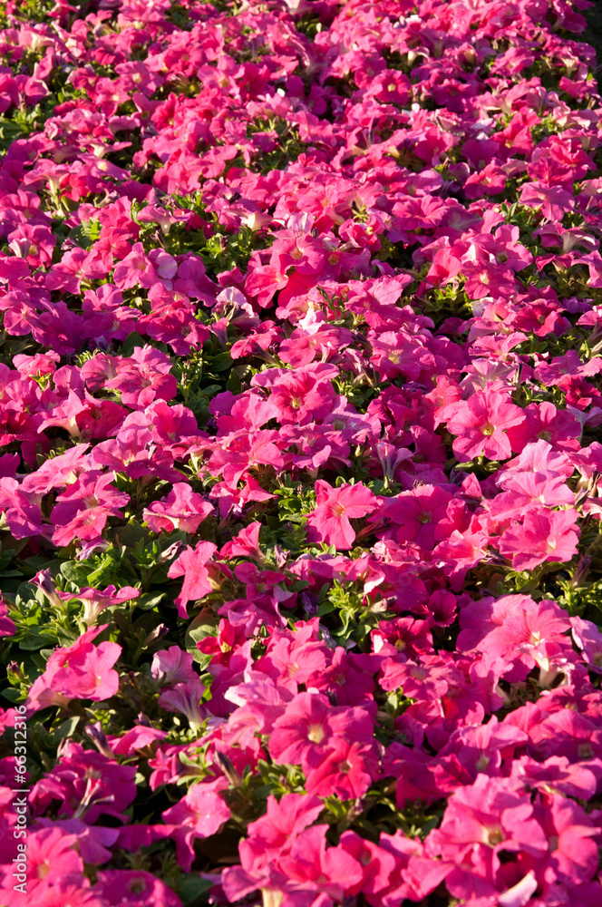 Petunia flowers background