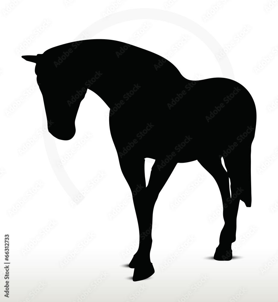 Obraz premium horse silhouette in Walking Head Down position
