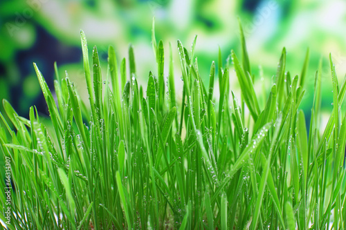 Beautiful spring grass on bright background