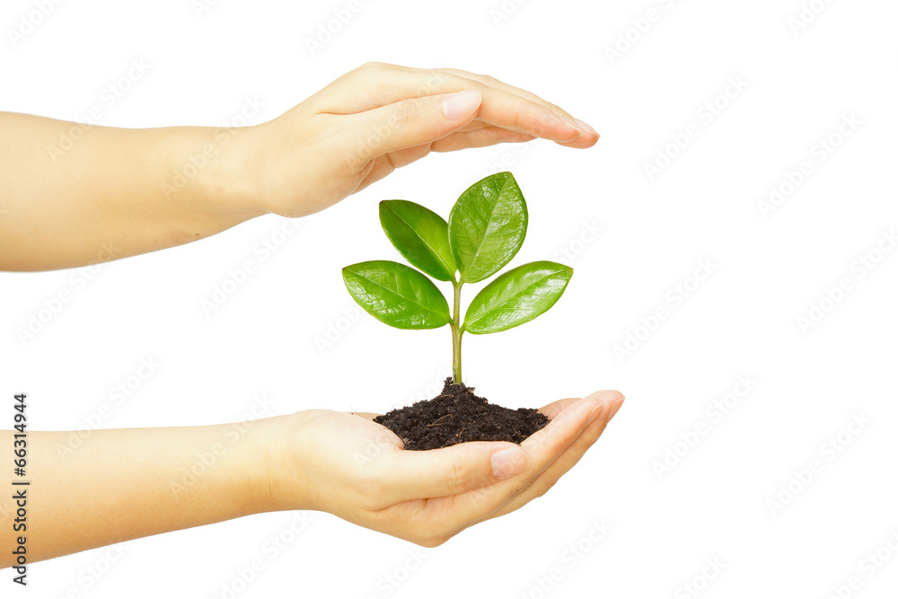 two hands holding and caring a young green plant two hands holding and caring a young green plant