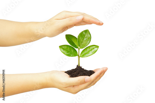 two hands holding and caring a young green plant