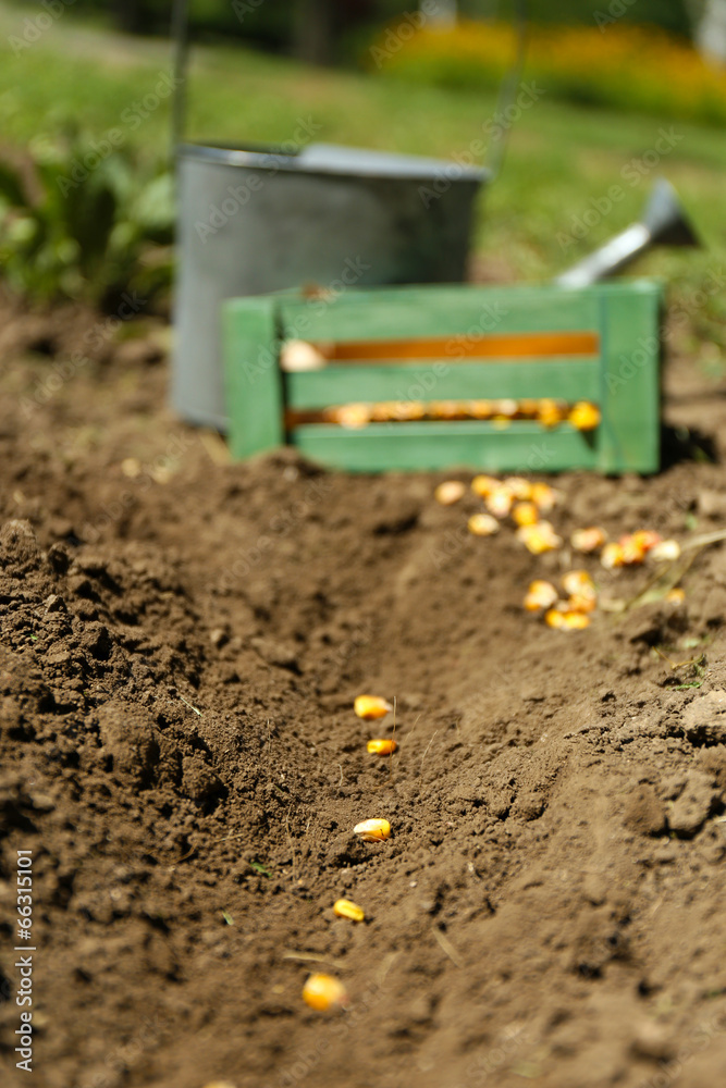 Sowing seeds into soil