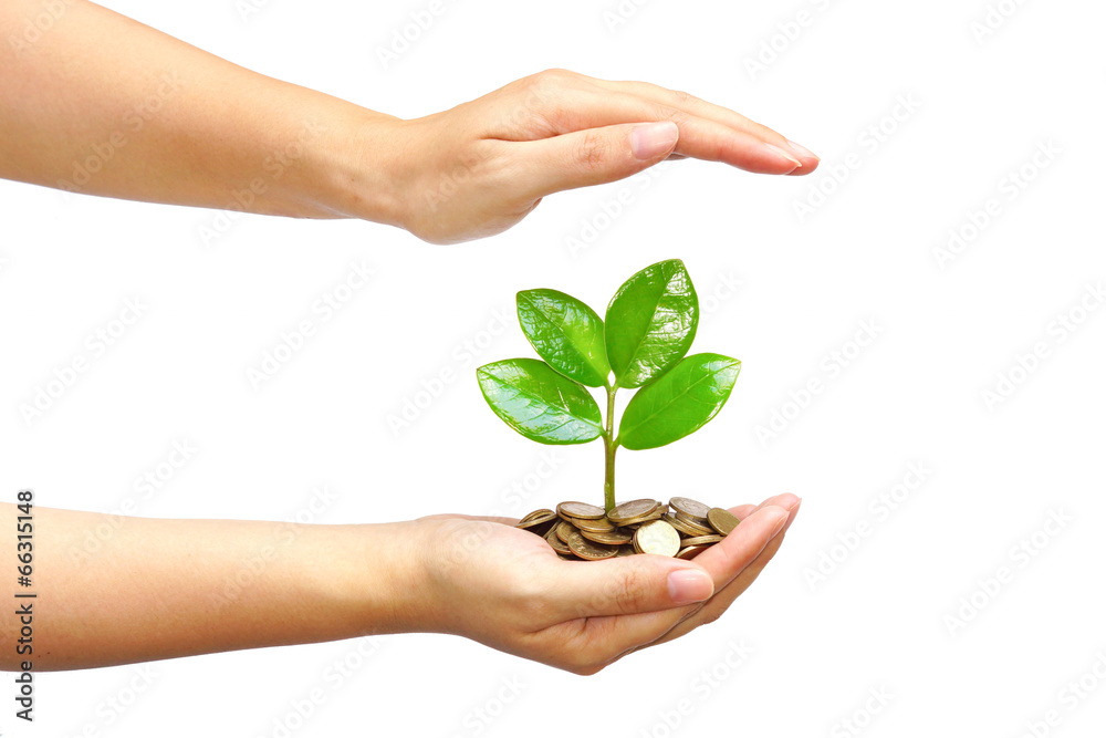 hands holding a tree growing on coins hands holding a tree growing on coins