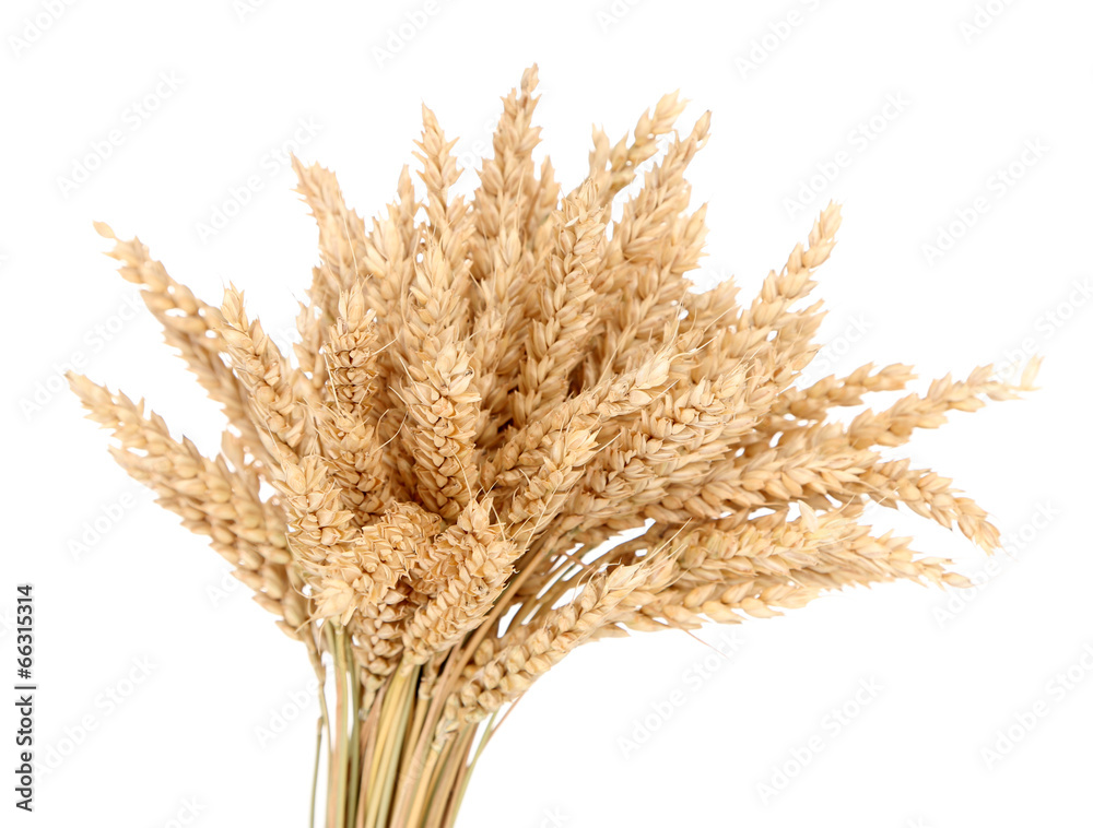 Fototapeta premium Sheaf of wheat isolated on white