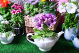 Flowers in  decorative pots and garden tools