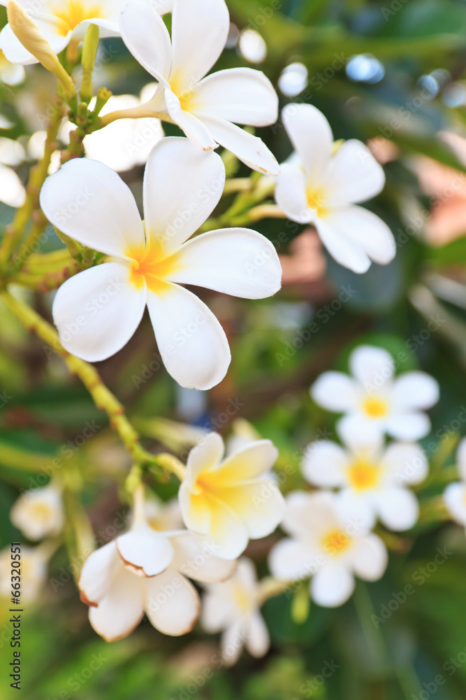 white lelawadee flower