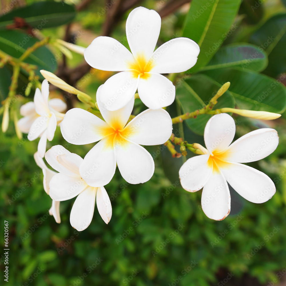 white lelawadee flower white lelawadee flower
