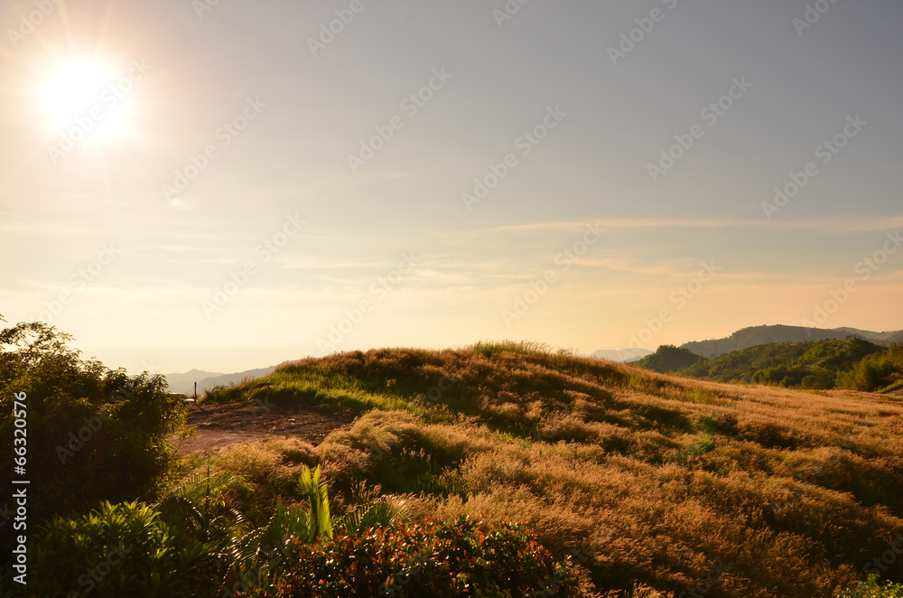 Grass Meadows on Mountain