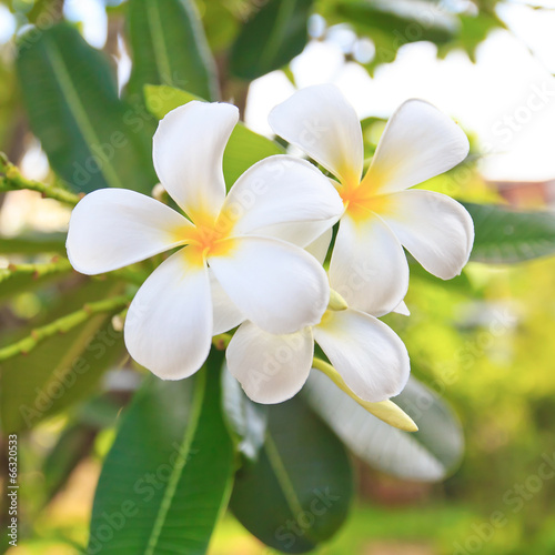 white lelawadee flower © mikumistock