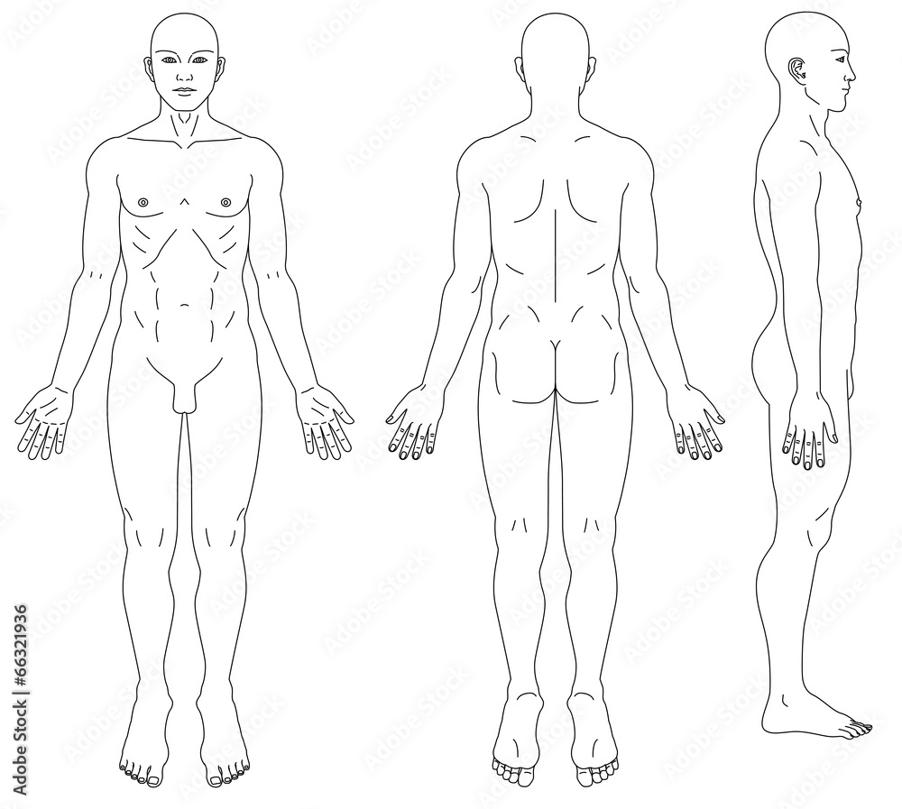 男性人体の略図 男性人体の略図