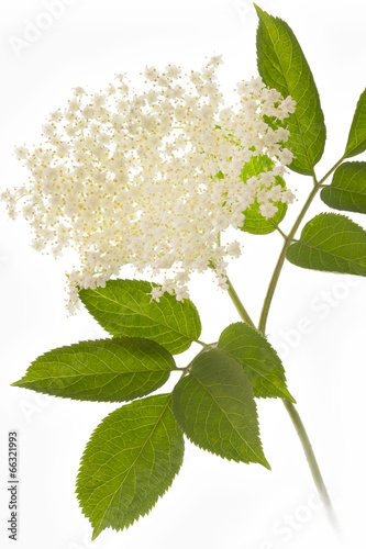 Holunderblüten auf weißem Hintergrund