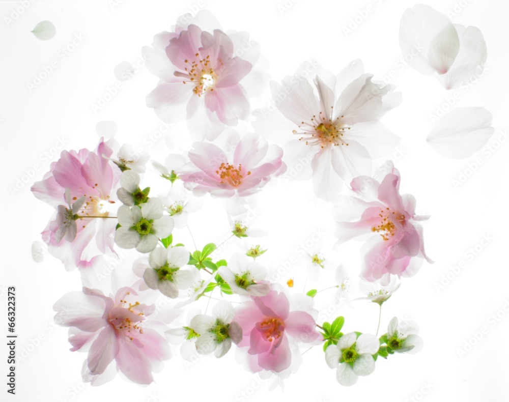 桜 桜