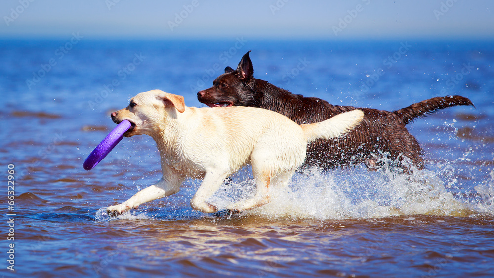 two  labrador retriever dog
