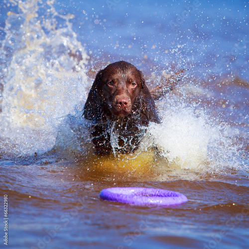 chocolate labrador retriever dog