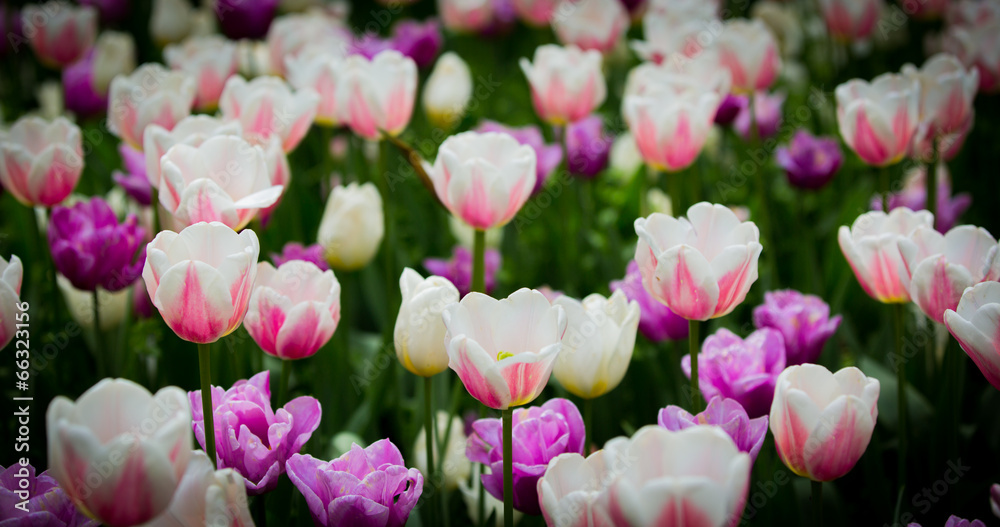 Fototapeta premium Fiori e animali