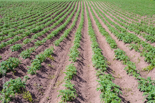 The processed field of growing potatoes closeup