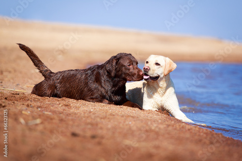 two labrador retriever dog