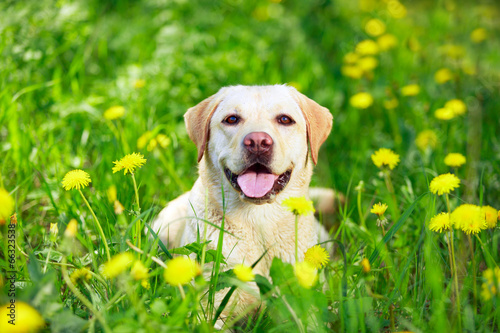 yellow labrador retriever dog #66323538