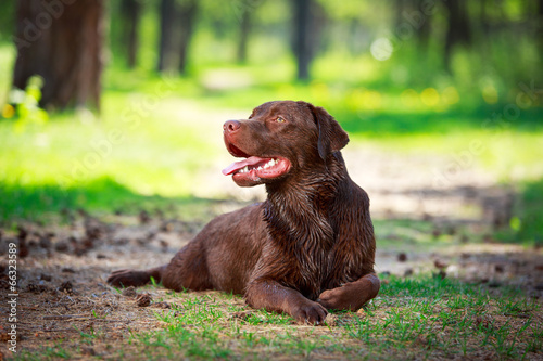 Fototapeta Naklejka Na Ścianę i Meble -  chocolate labrador retriever dog