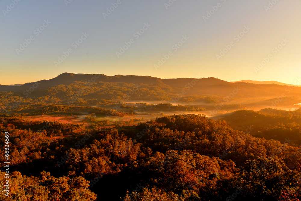 Top View of Pine Forest at Sunrise