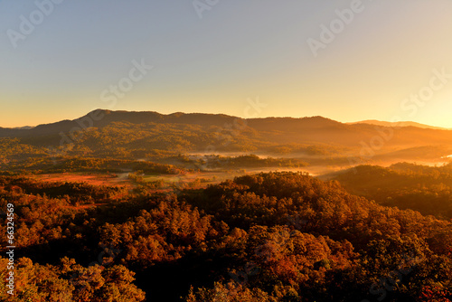 Top View of Pine Forest at Sunrise